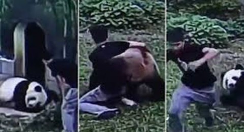 رجل صيني يقتحم حظيرة باندا عملاق ويتصارع معه رجل صيني يقتحم حظيرة باندا عملاق ويتصارع معه